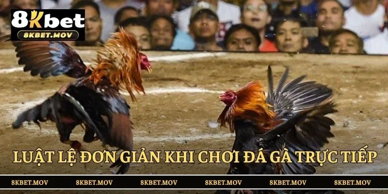 Luật lệ đơn giản khi chơi đá gà trực tiếp